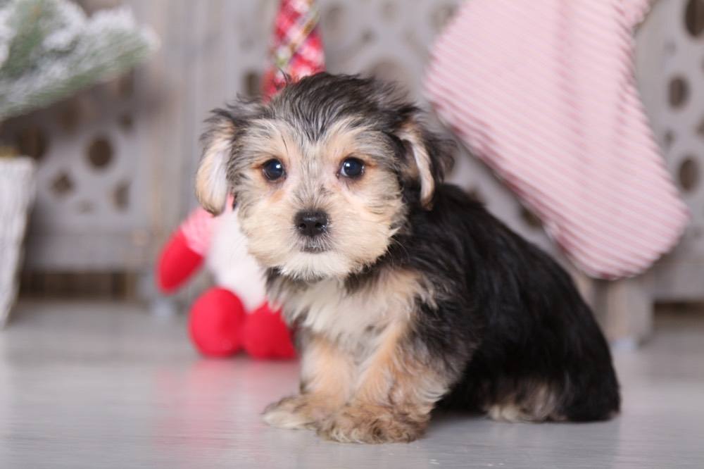 Otto -Cute Morkie - Image 2