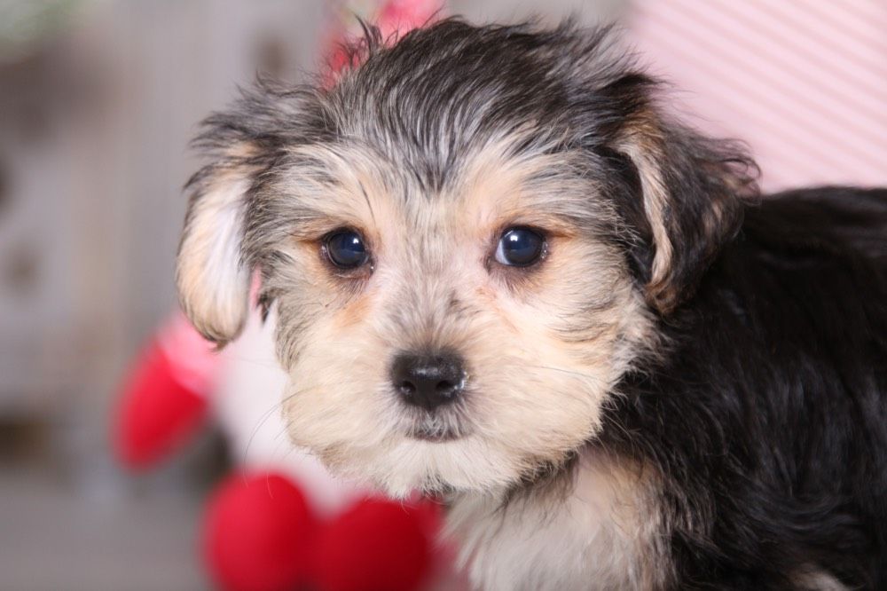 Otto -Cute Morkie - Image 3