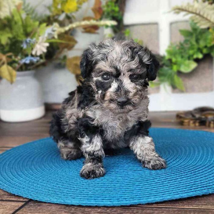 Vaughn - Charming Blue Merle Toy Poodle - Image 2