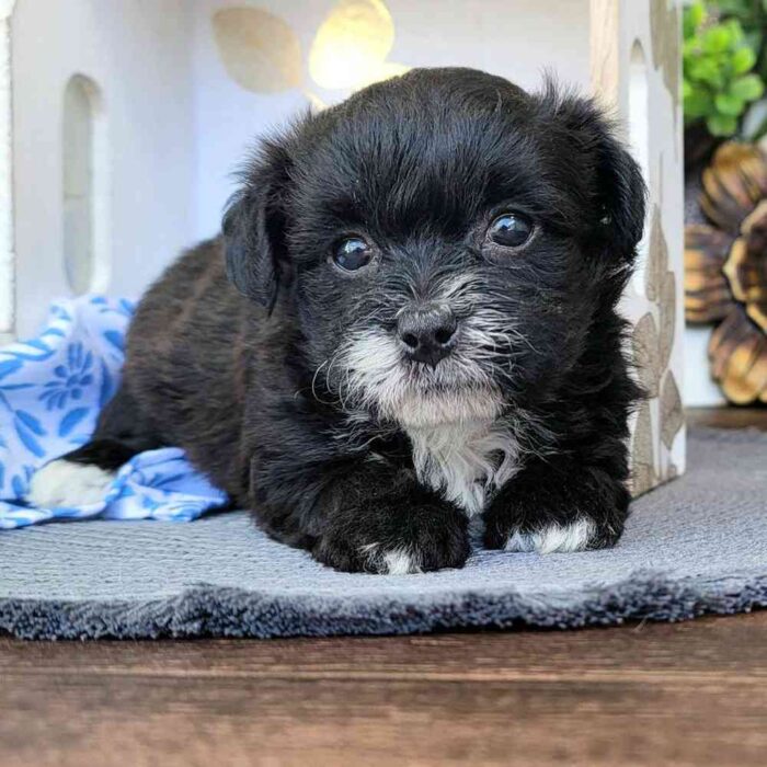 Velma - Marvelous Yorkie Poo - Image 2