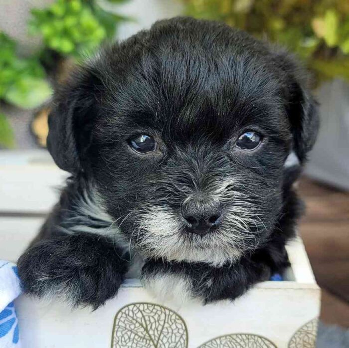 Velma - Marvelous Yorkie Poo - Image 3