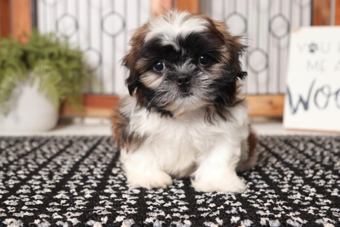 Owen - Handsome Little Male AKC Shi-Tzu Puppy