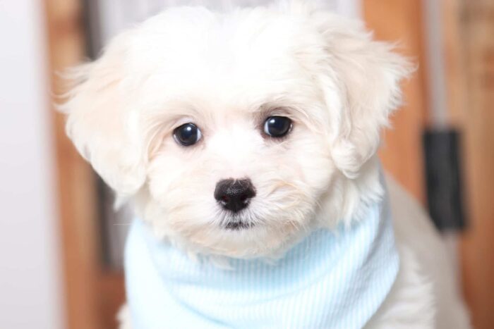 Owen- Playful Male Shih-Poo Puppy - Image 2