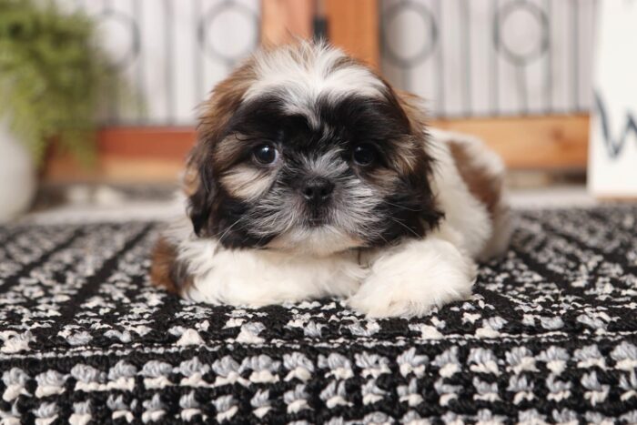 Owen - Handsome Little Male AKC Shi-Tzu Puppy - Image 2