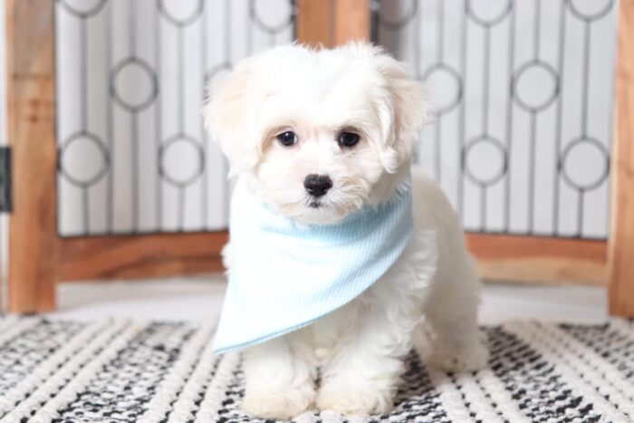Owen- Playful Male Shih-Poo Puppy - Image 3