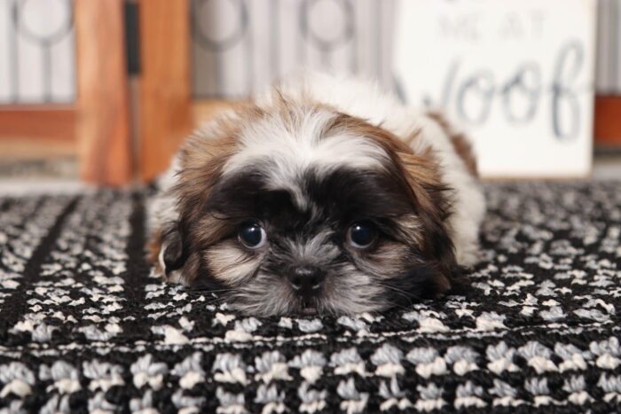 Owen - Handsome Little Male AKC Shi-Tzu Puppy - Image 3