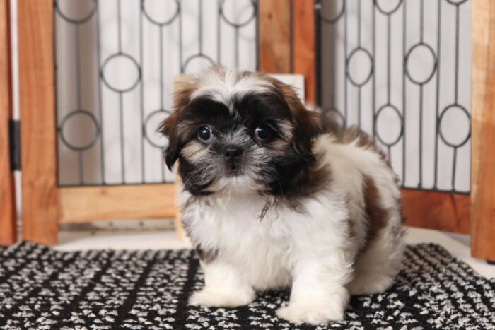 Owen - Handsome Little Male AKC Shi-Tzu Puppy - Image 4