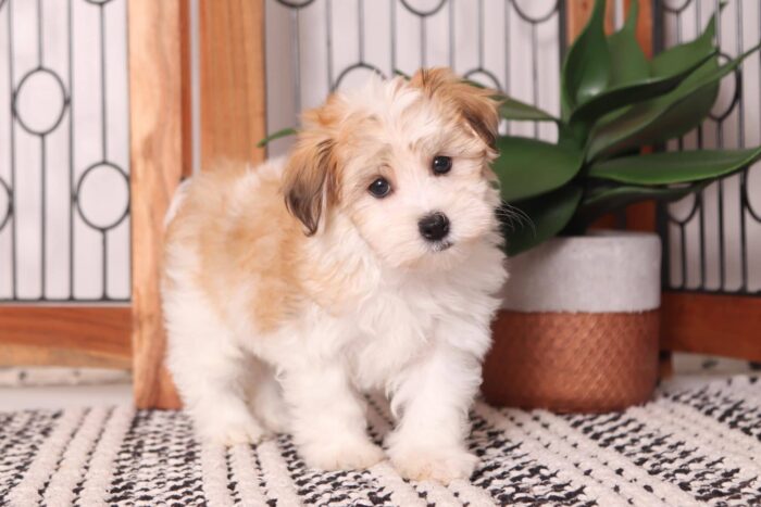 Paco - Cool Little Male ACA Havanese Puppy