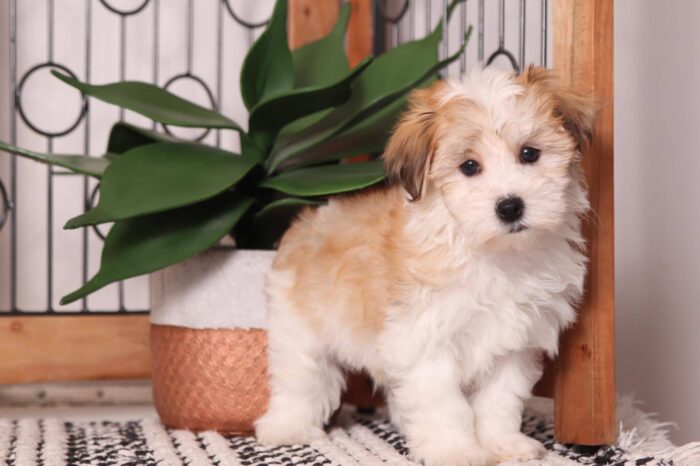 Paco - Cool Little Male ACA Havanese Puppy - Image 2