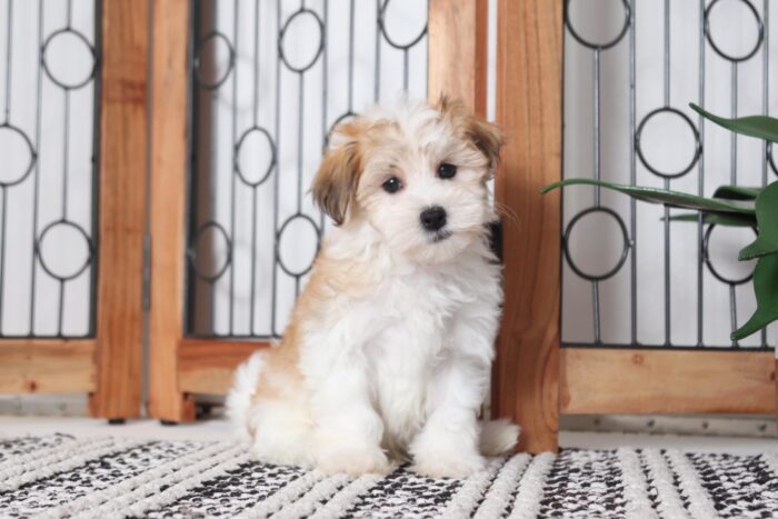 Paco - Cool Little Male ACA Havanese Puppy - Image 3