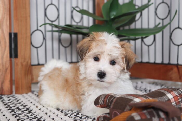 Paco - Cool Little Male ACA Havanese Puppy - Image 4