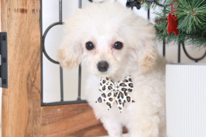 Paige- Precious Female ACA Teacup Poodle Puppy