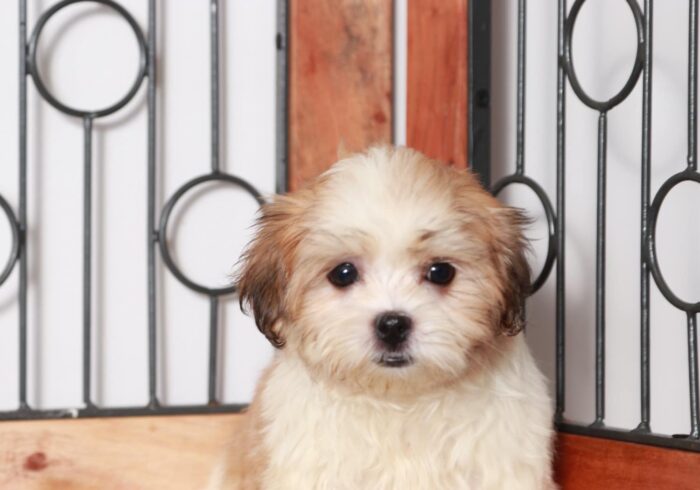 Paige  - Darling Little Tan/White Female Malshi Puppy