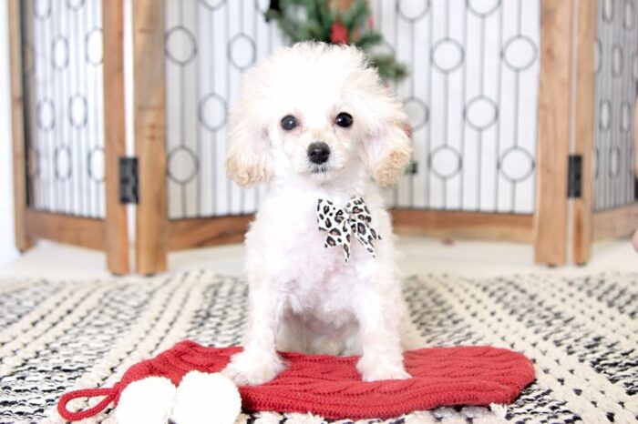 Paige- Precious Female ACA Teacup Poodle Puppy - Image 2