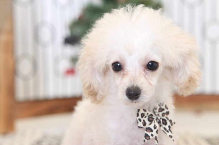 Paige- Precious Female ACA Teacup Poodle Puppy - Image 3