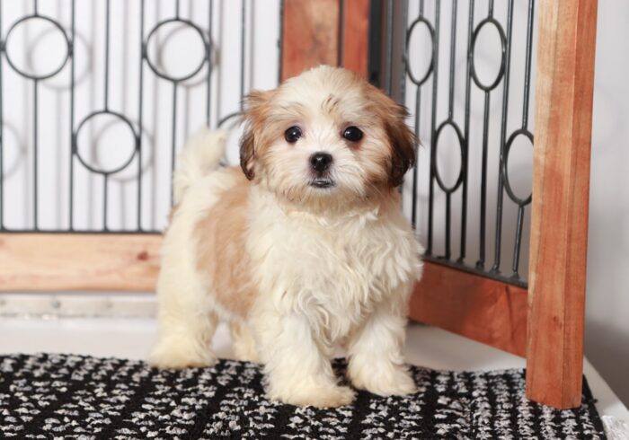 Paige  - Darling Little Tan/White Female Malshi Puppy - Image 2