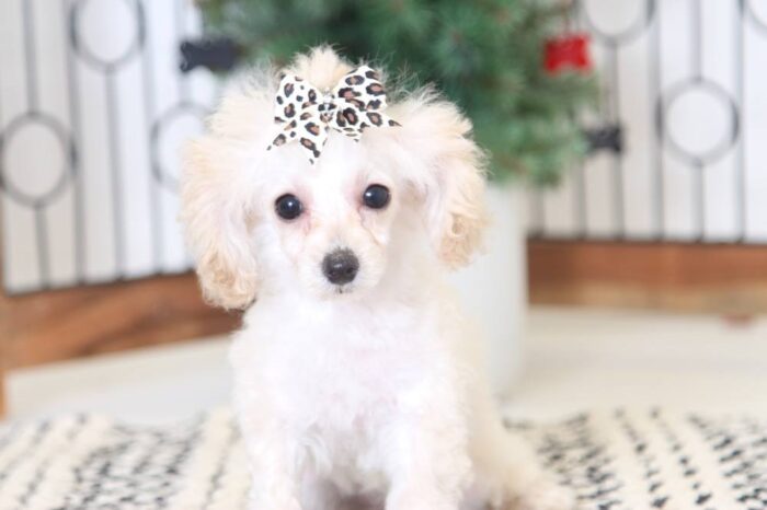 Paige- Precious Female ACA Teacup Poodle Puppy - Image 4