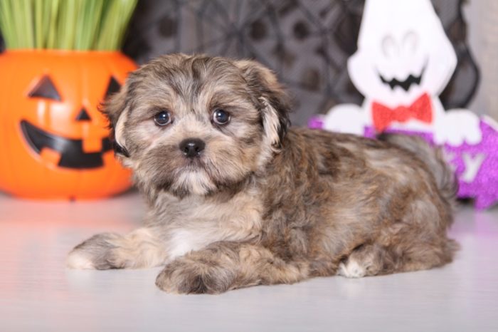 Pal - Playful Coton/Shih-tzu