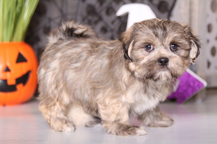 Pal - Playful Coton/Shih-tzu - Image 2