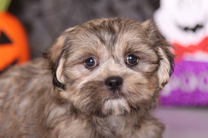 Pal - Playful Coton/Shih-tzu - Image 3