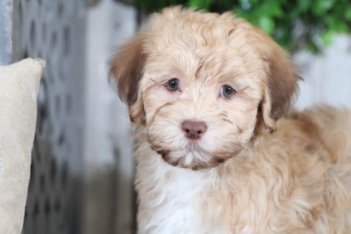 Parker- Wonderful male Havanese