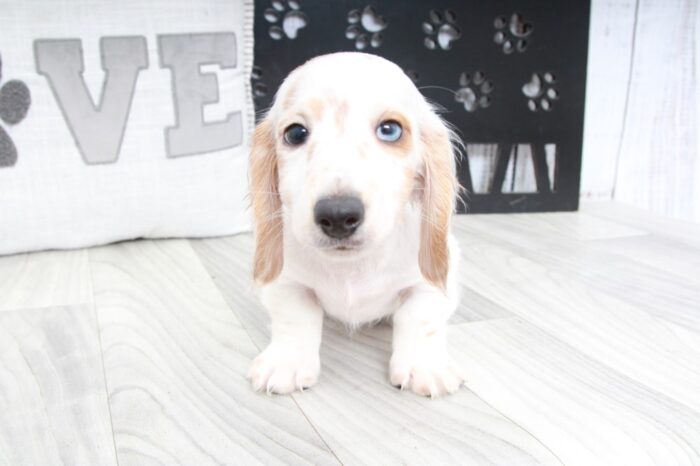 Parker- Cutest ACA Male Dachshund Puppy