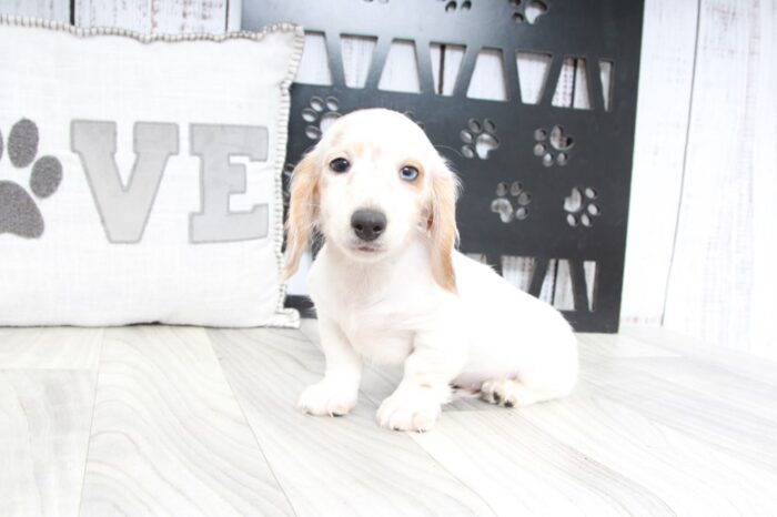 Parker- Cutest ACA Male Dachshund Puppy - Image 2