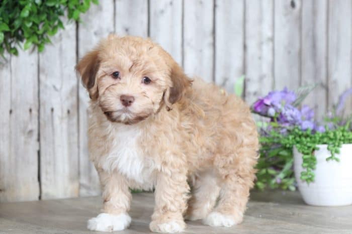 Parker- Wonderful male Havanese - Image 2