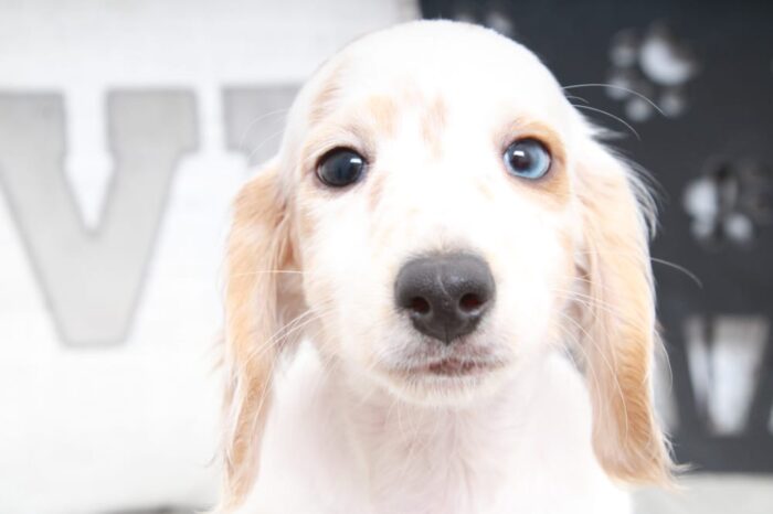 Parker- Cutest ACA Male Dachshund Puppy - Image 4