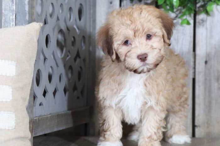 Parker- Wonderful male Havanese - Image 3