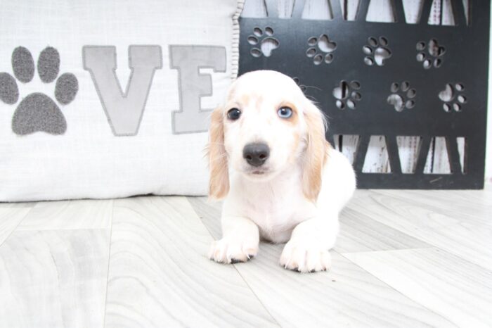 Parker- Cutest ACA Male Dachshund Puppy - Image 3