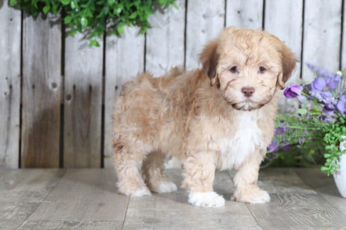 Parker- Wonderful male Havanese - Image 4