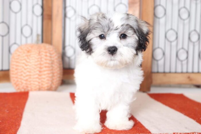Patches- Fun Little Male Teddy Bear Puppy