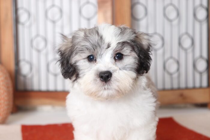 Patches- Fun Little Male Teddy Bear Puppy - Image 2