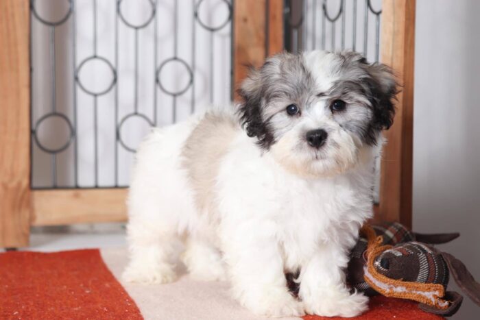 Patches- Fun Little Male Teddy Bear Puppy - Image 3