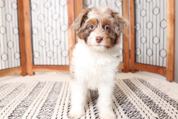 Patsy- Perfect Chocolate Merle Female Mini Aussiedoodle