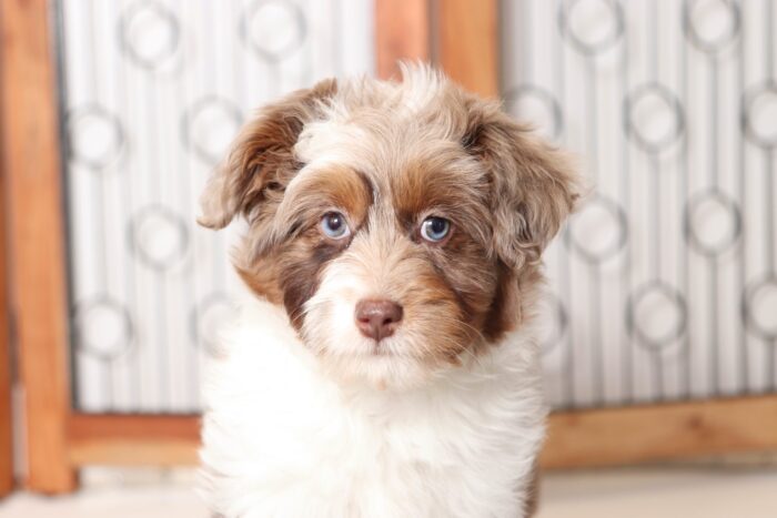 Patsy- Perfect Chocolate Merle Female Mini Aussiedoodle - Image 2
