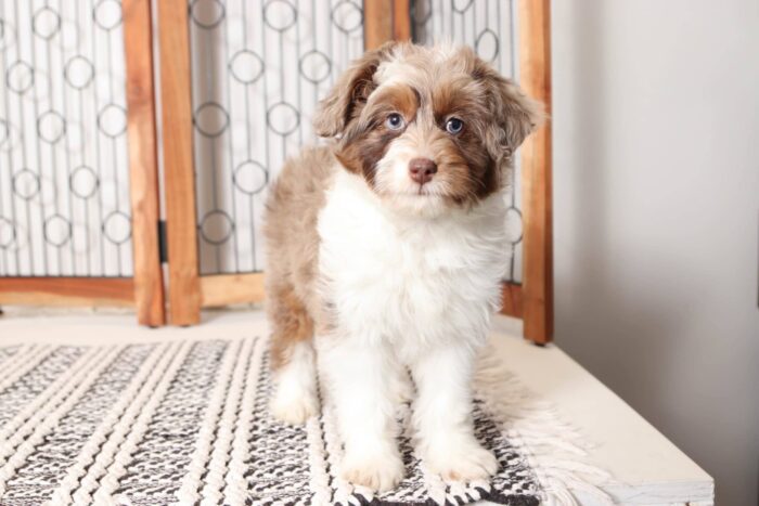 Patsy- Perfect Chocolate Merle Female Mini Aussiedoodle - Image 3