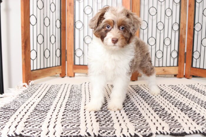 Patsy- Perfect Chocolate Merle Female Mini Aussiedoodle - Image 4
