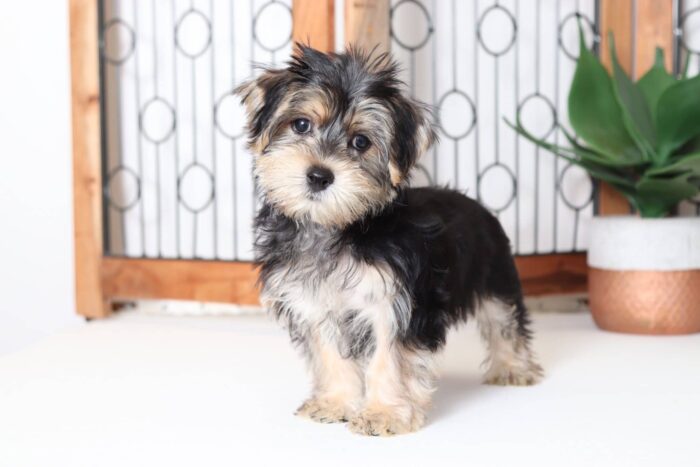 Pauley - Magnificent Male Morkie Puppy