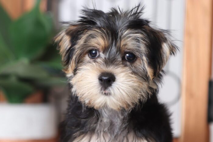 Pauley - Magnificent Male Morkie Puppy - Image 2