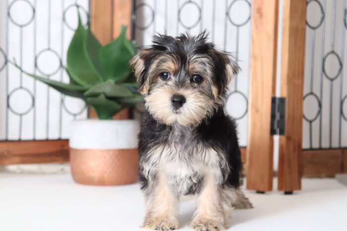 Pauley - Magnificent Male Morkie Puppy - Image 3