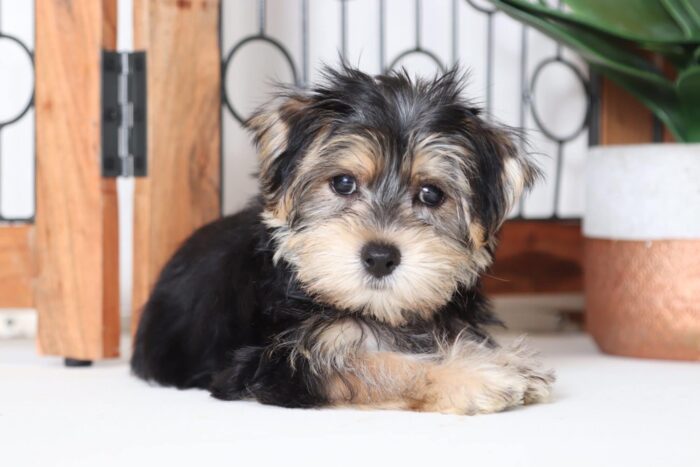 Pauley - Magnificent Male Morkie Puppy - Image 4