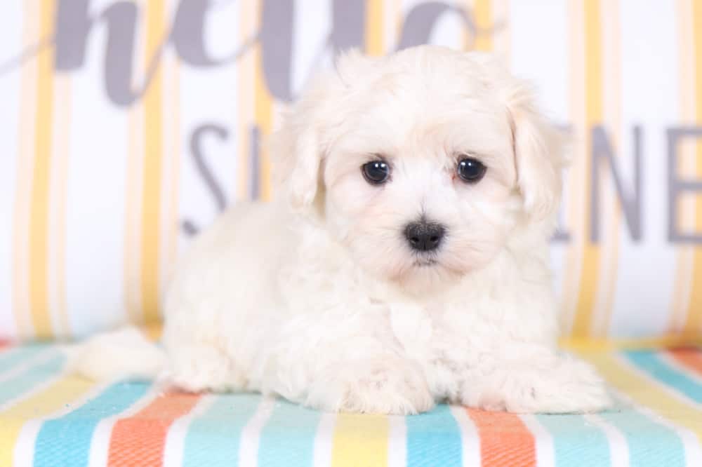 Paws - Cute Maltichon