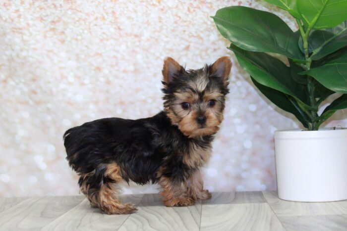Pax- Spunky ACA Male Yorkie Puppy - Image 4
