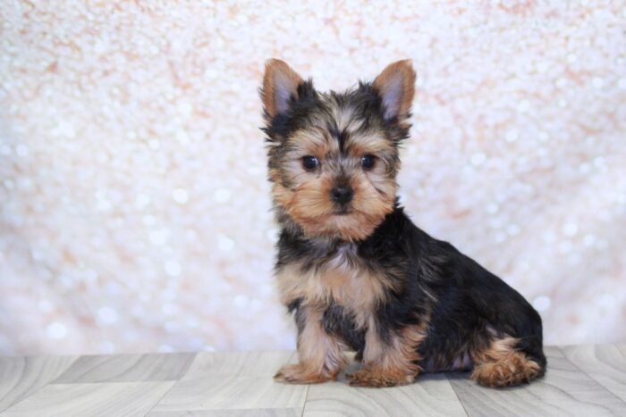 Pax- Spunky ACA Male Yorkie Puppy