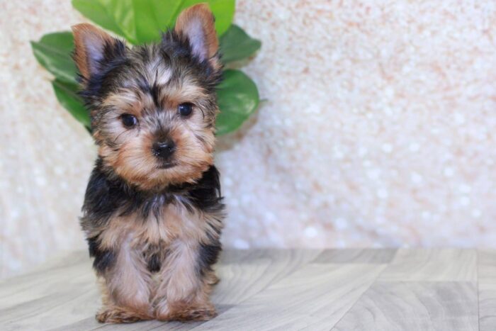 Pax- Spunky ACA Male Yorkie Puppy - Image 3