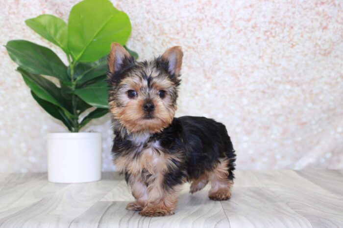 Pax- Spunky ACA Male Yorkie Puppy - Image 2