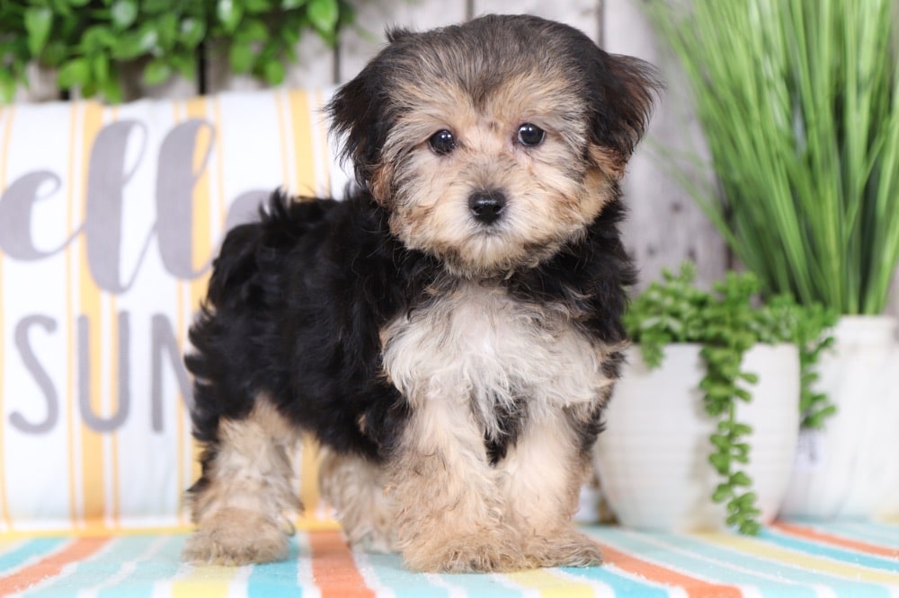 Peaches - Sweet Yorkie Chon - Image 4