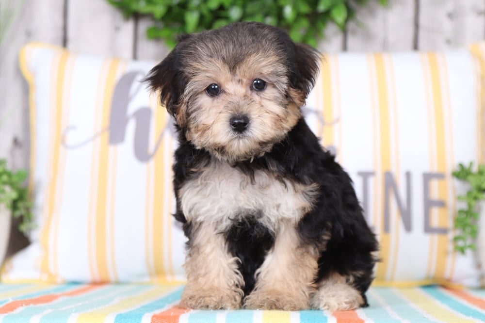 Peaches - Sweet Yorkie Chon - Image 3